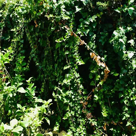 Apartament Bajamar 24